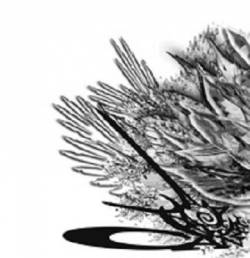 Canzel : First Steps